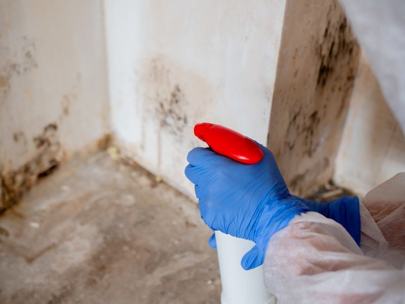 Attic Mold Removal in Dallas, TX