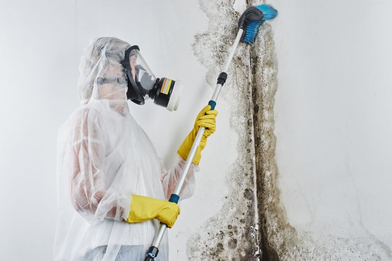 Local Mold Removal pros at work