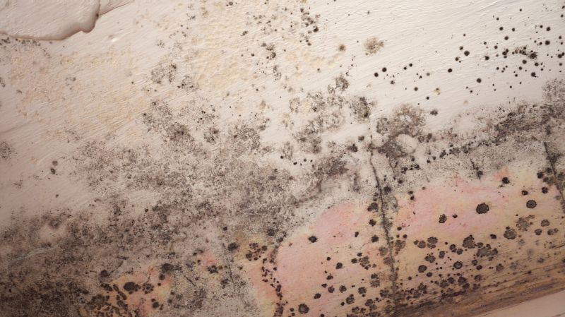 Attic Mold Remediation in Frisco, TX